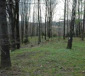 Las z domem blisko Wieliczki